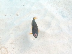 White soptted Filefish (12